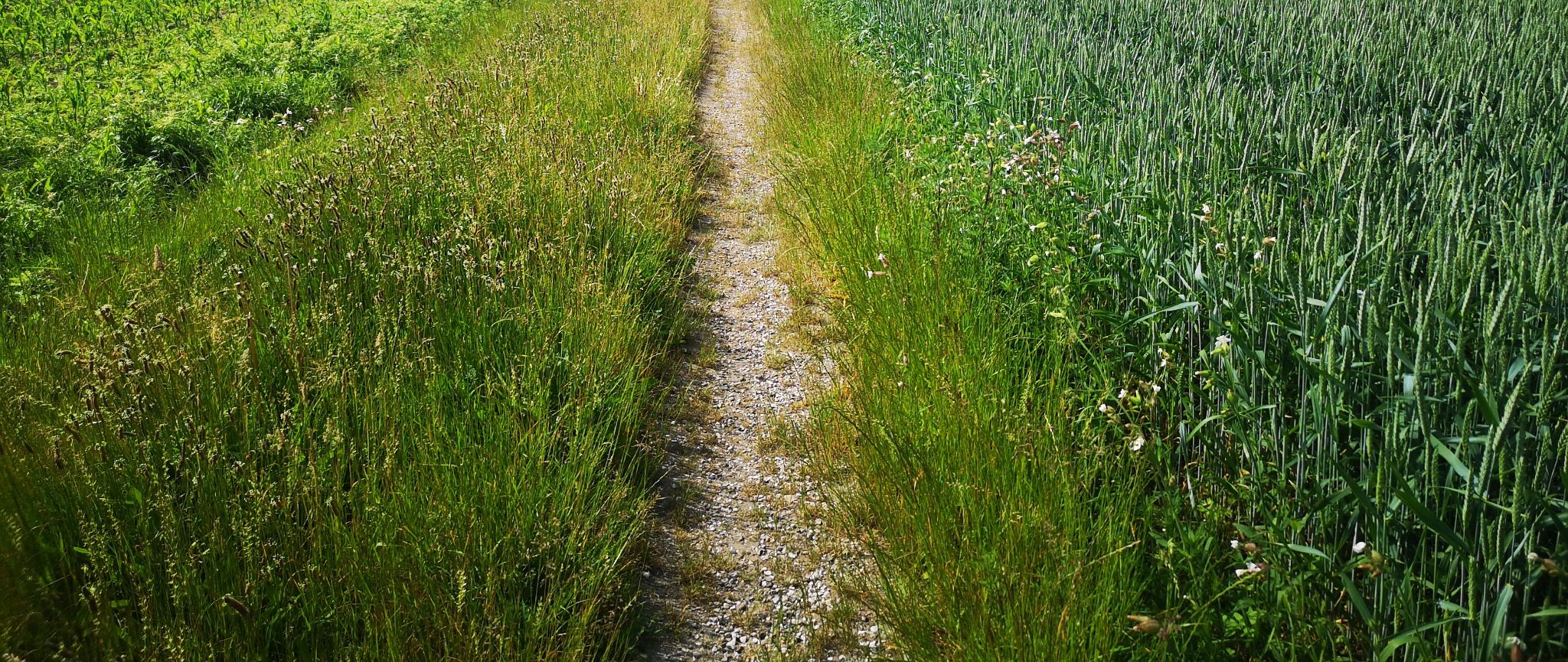 IMG 20210619 103241 2